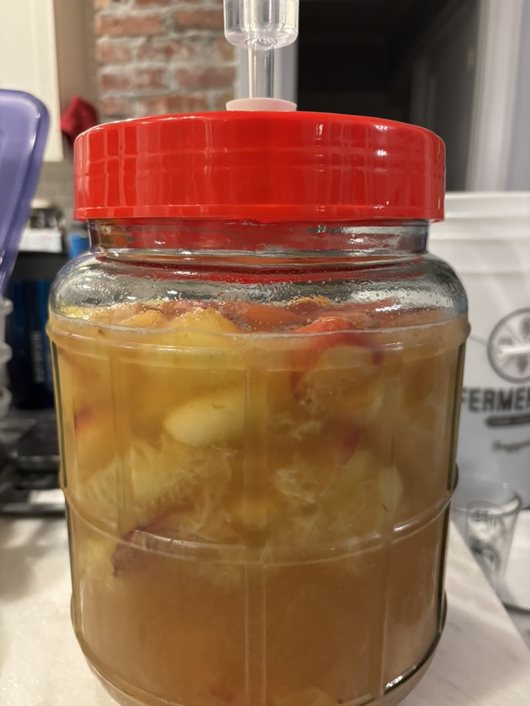 A carboy of peach mead must