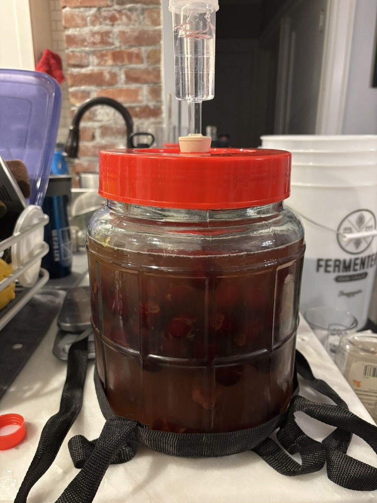 A carboy of cherry mead must